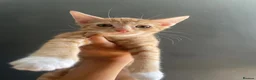 Mixed Breed cats for sale: British Shorthair x snowshoe kittens - Advert 8