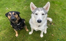 Mixed Breed dogs for sale: New Zealand Huntaway x Siberian Husky - Image 8