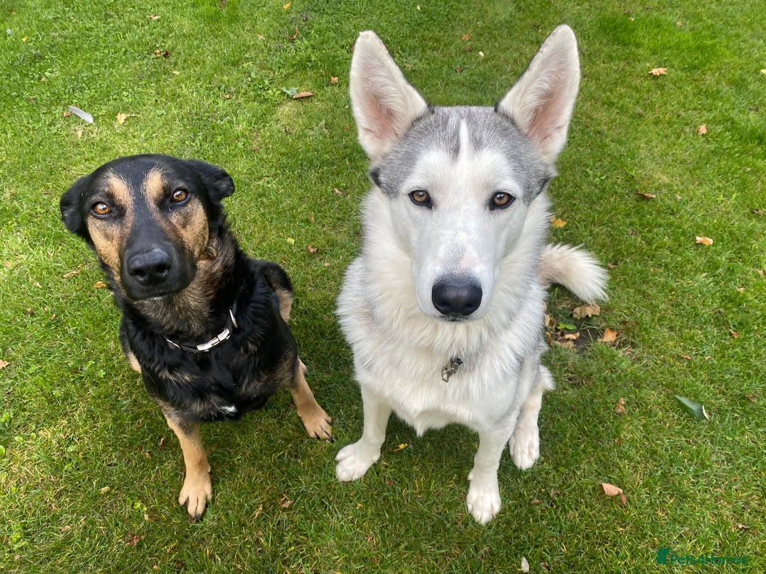 Mixed Breed dogs for sale: New Zealand Huntaway x Siberian Husky - Image 8