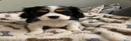 Cavalier King Charles Spaniel dogs for sale: READY TO GO handsome kc reg tri colour boy  - Advert 3