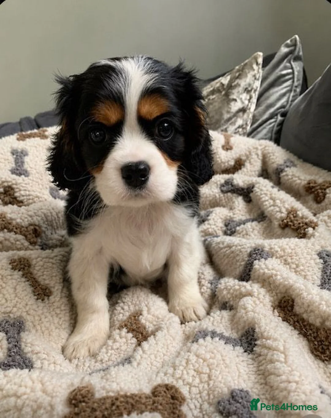 Cavalier King Charles Spaniel dogs for sale: READY TO GO handsome kc reg tri colour boy  - Advert 3