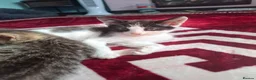 Mixed Breed cats for sale: 2 kittens, half ragdoll  - Advert 2