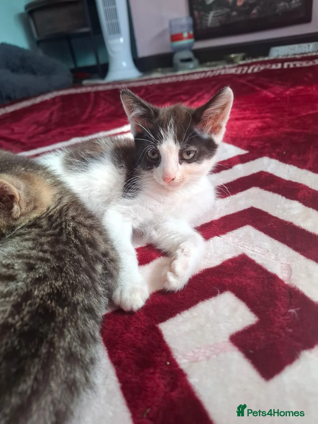 Mixed Breed cats for sale: 2 kittens, half ragdoll  - Advert 2
