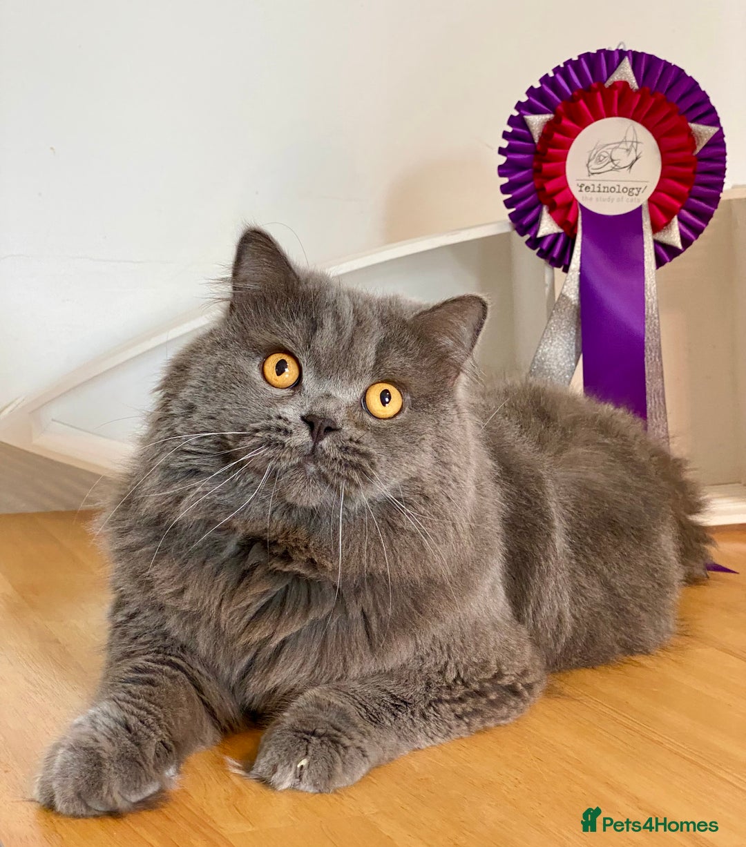 British Longhair cats for sale: British Longhair girls TICA registered  - Advert 17