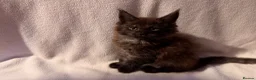 Maine Coon cats for sale: Stunning Maine coon kittens  - Advert 9