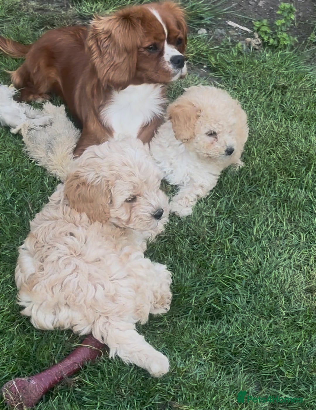 Cavapoo dogs for sale: ⭐️TEDDY- LAST LITTLE BOY NEEDS A HOME⭐️ in Sheffield - Image 2