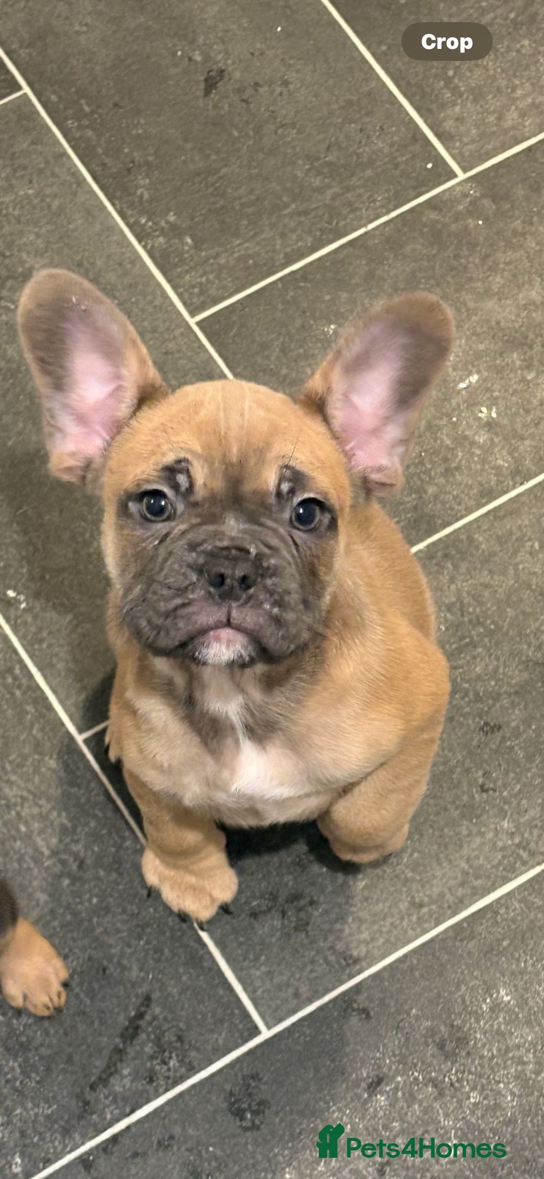 French Bulldog dogs for sale: French bulldog - Advert 1