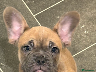 French Bulldog dogs French bulldog - Advert 3