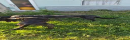 Lurcher dogs for sale: Bull/ staghound/greyhound lurcher ⁶puppys  - Advert 2