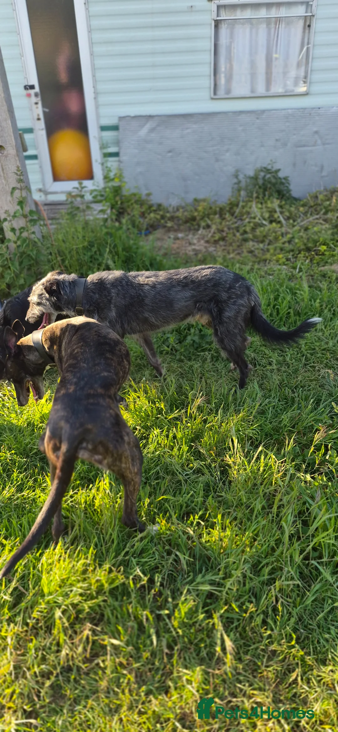 Lurcher dogs for sale: Bull/ staghound/greyhound lurcher ⁶puppys  - Advert 2