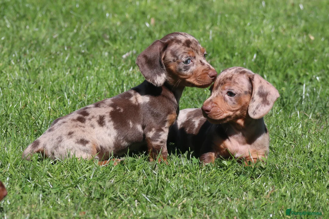 Miniature Dachshund dogs for sale: Ready now! Miniature dachshund puppies  - Advert 1