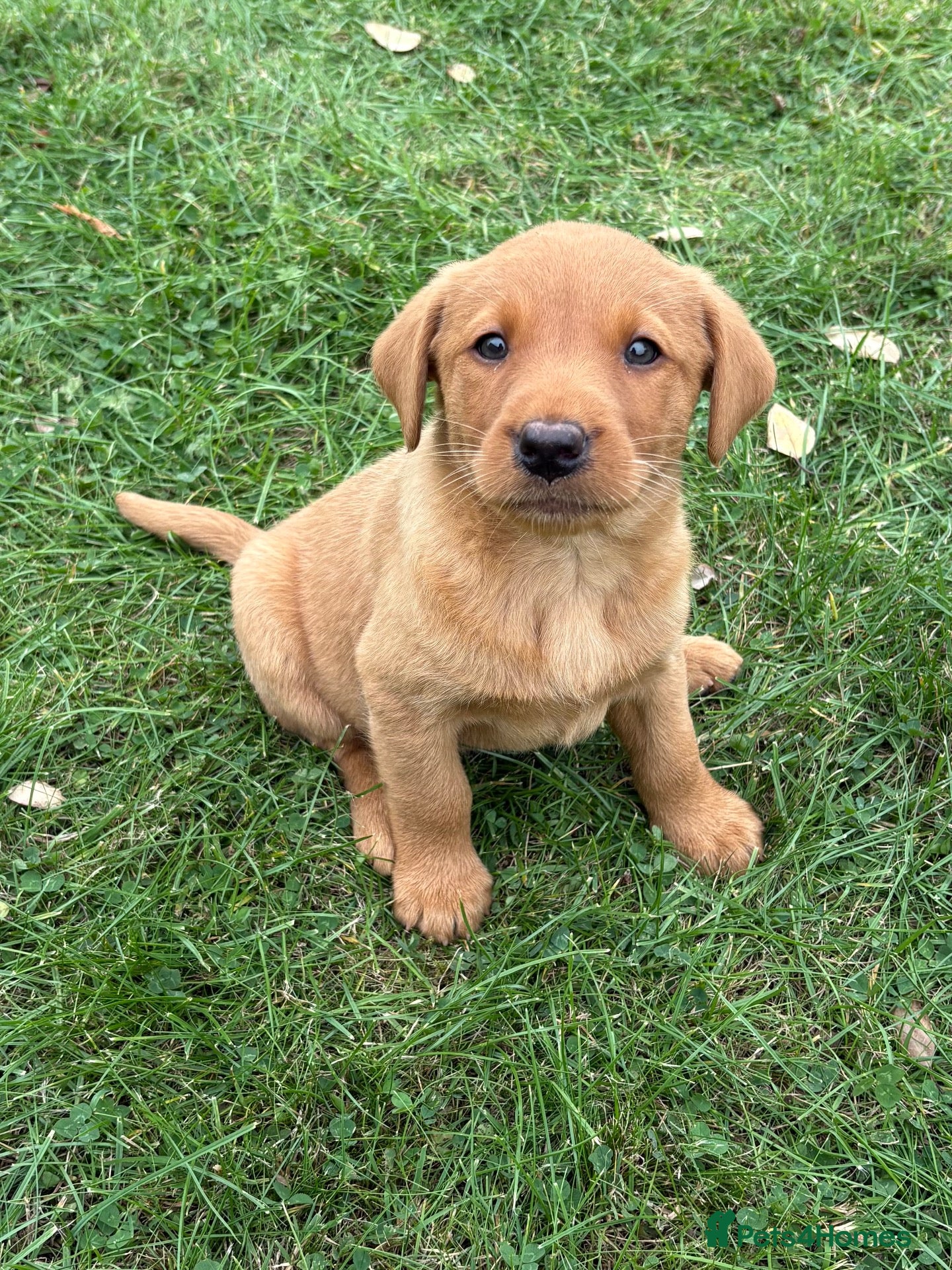 Labrador Retriever dogs Gorgeous Black, Fox Red & Golden Labrador Pups - Advert 2