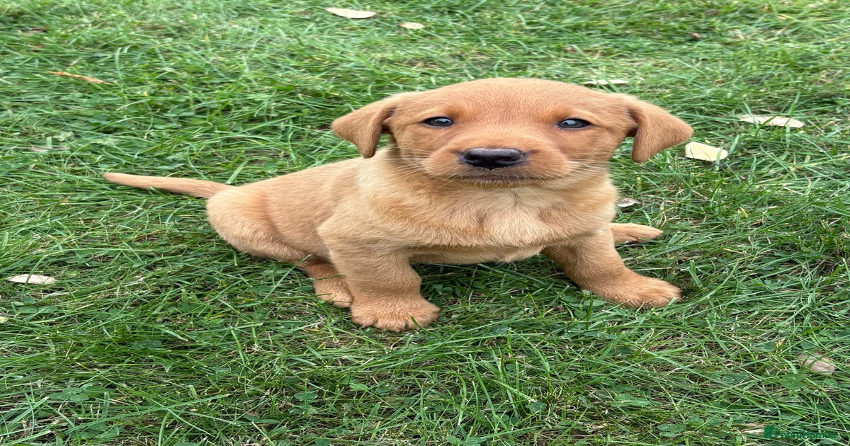 Red lab Labrador Retriever Puppies for sale | Pets4Homes
