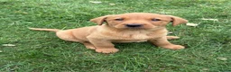 Labrador Retriever dogs for sale: Black & Fox Red KC Labradors - Advert 8