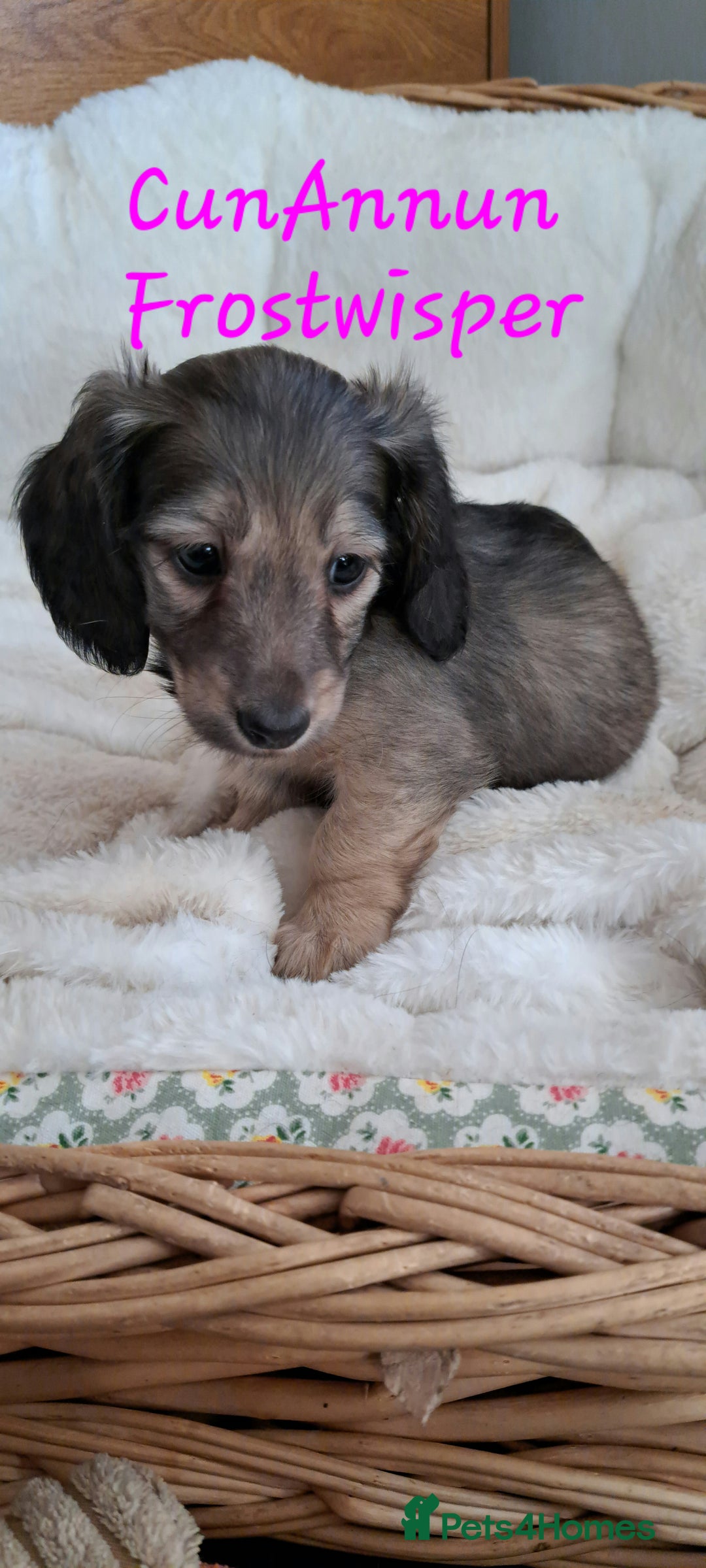 Miniature Dachshund dogs for sale: Kc. Healthtested Miniature Longhaired Dachshund - Advert 5