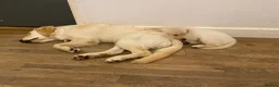 Golden Retriever dogs for sale: Golden Retriever Puppies  - Advert 3