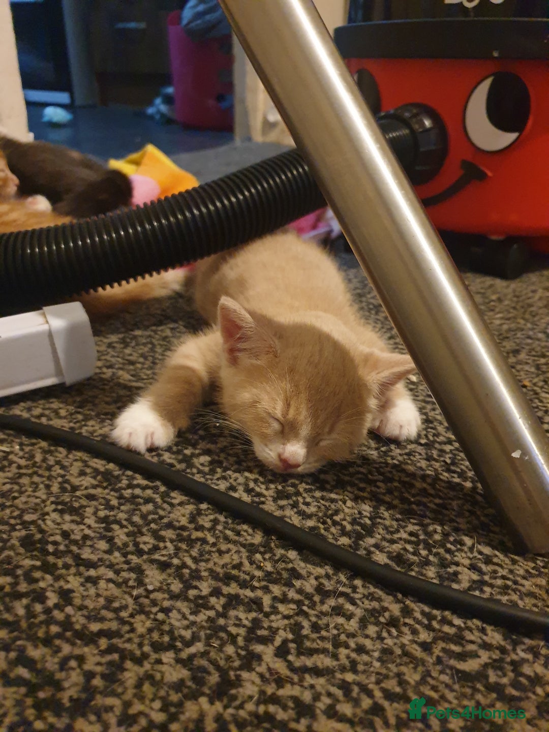 Domestic Shorthair cats for sale: 2 gorgeous ginger boys - Advert 12