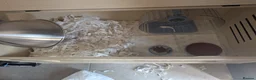 Pygmy Hedgehog rodents for sale: Male African Pygmy hedgehog  - Advert 16