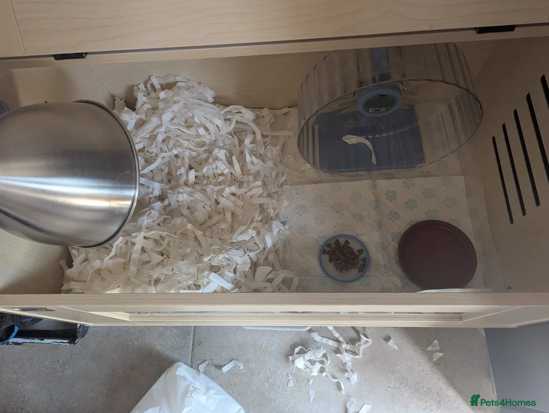 Pygmy Hedgehog rodents for sale: Male African Pygmy hedgehog  - Advert 16