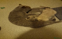 British Shorthair cats for sale: British shorthair - Image 3