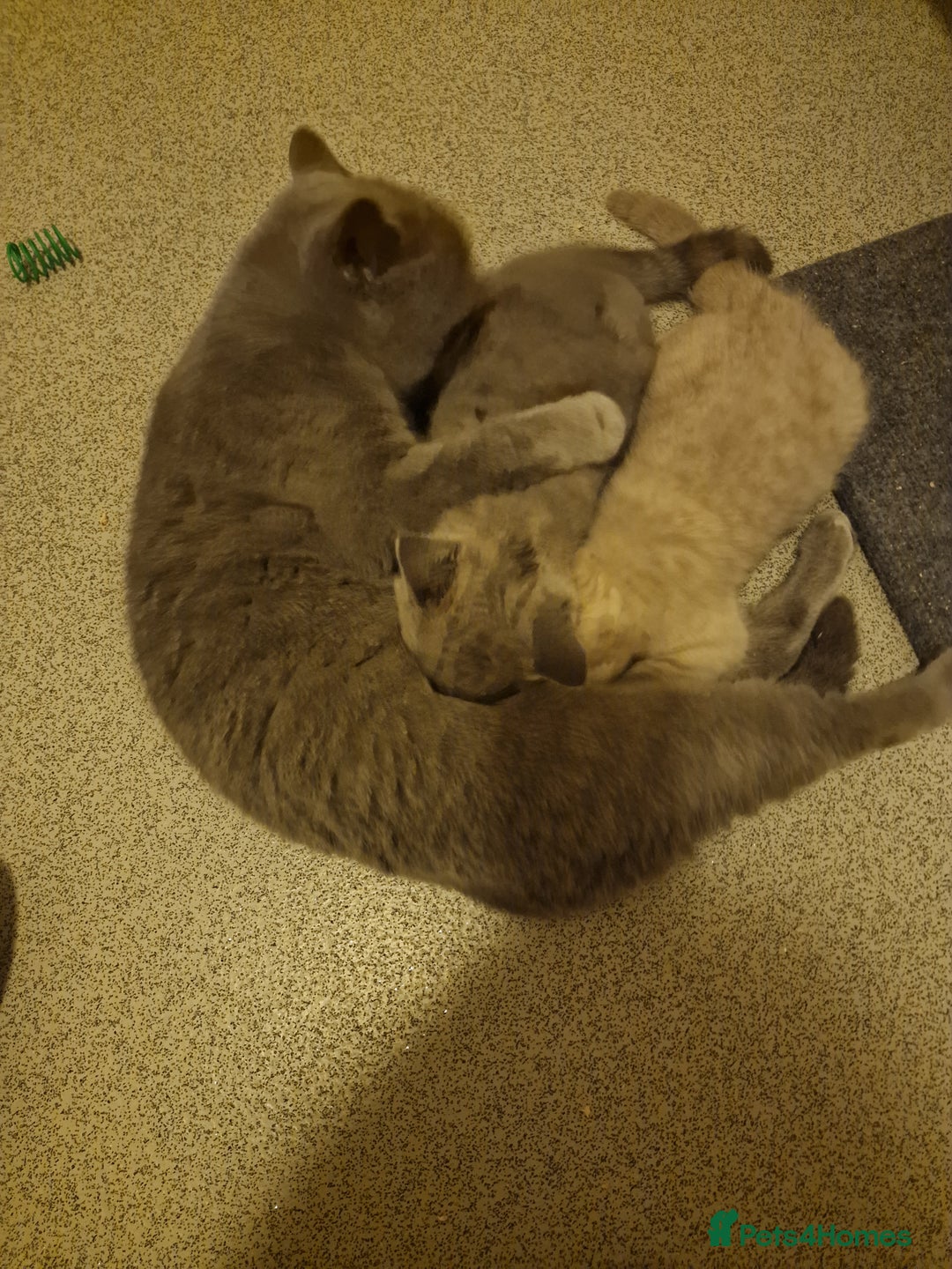 British Shorthair cats for sale: British shorthair - Image 3