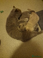 British Shorthair cats British shorthair - Advert 5