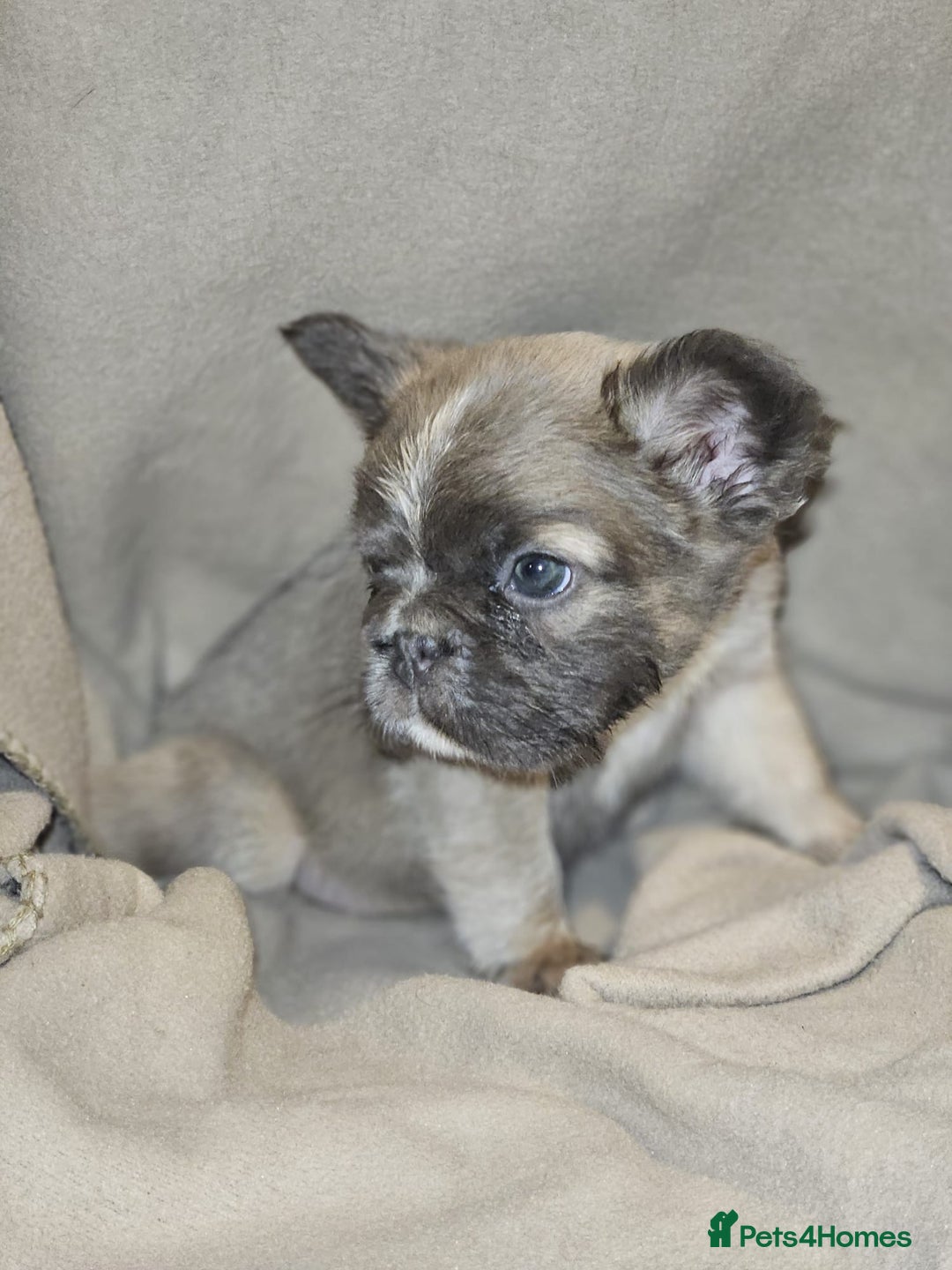 French Bulldog dogs for sale: KC French bulldogs READY FOR THEIR FOREVER HOME 💙 - Advert 26