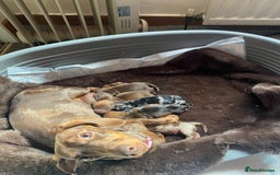 Miniature Dachshund dogs for sale: Mini dachshund  - Advert 1