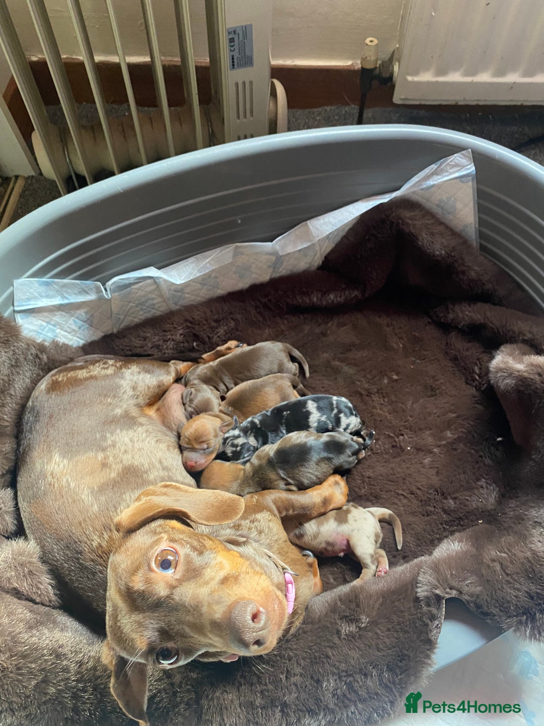 Miniature Dachshund dogs for sale: Mini dachshund  - Advert 1