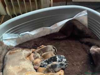 Miniature Dachshund dogs Mini dachshund - Advert 4