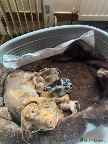 Miniature Dachshund dogs Mini dachshund - Advert 4