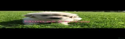 Golden Retriever dogs for sale: Beautiful KC registered Golden Retriver puppies  - Advert 7