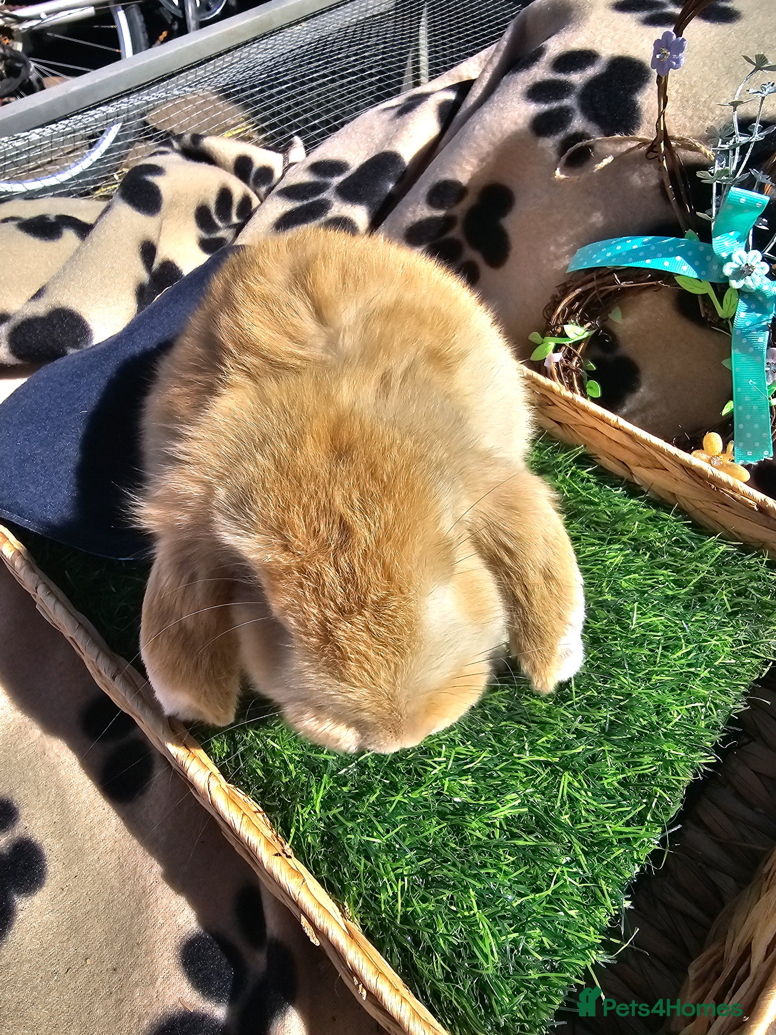 French Lop rabbits Vaccinated Giant French Lop Babies  - Advert 1