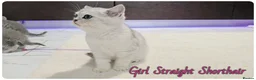 Scottish Fold cats for sale: Beautiful Scottish Fold,British & Munchkin Kittens - Advert 25