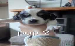 Sprocker dogs for sale: 5 sprocker puppies for sale - Image 7