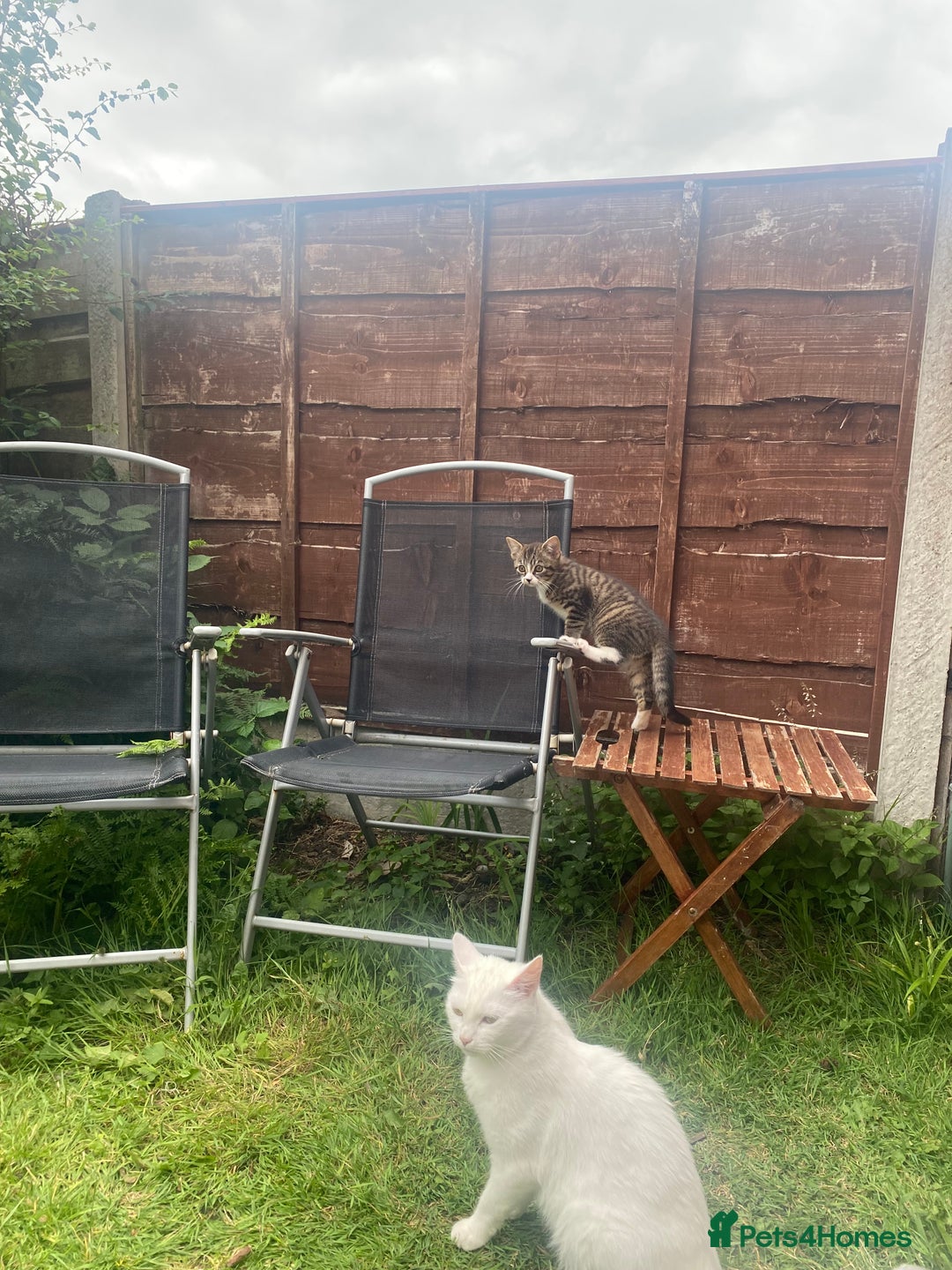 Bengal cats for sale: Tabby stripy Bengal cross  - Image 13