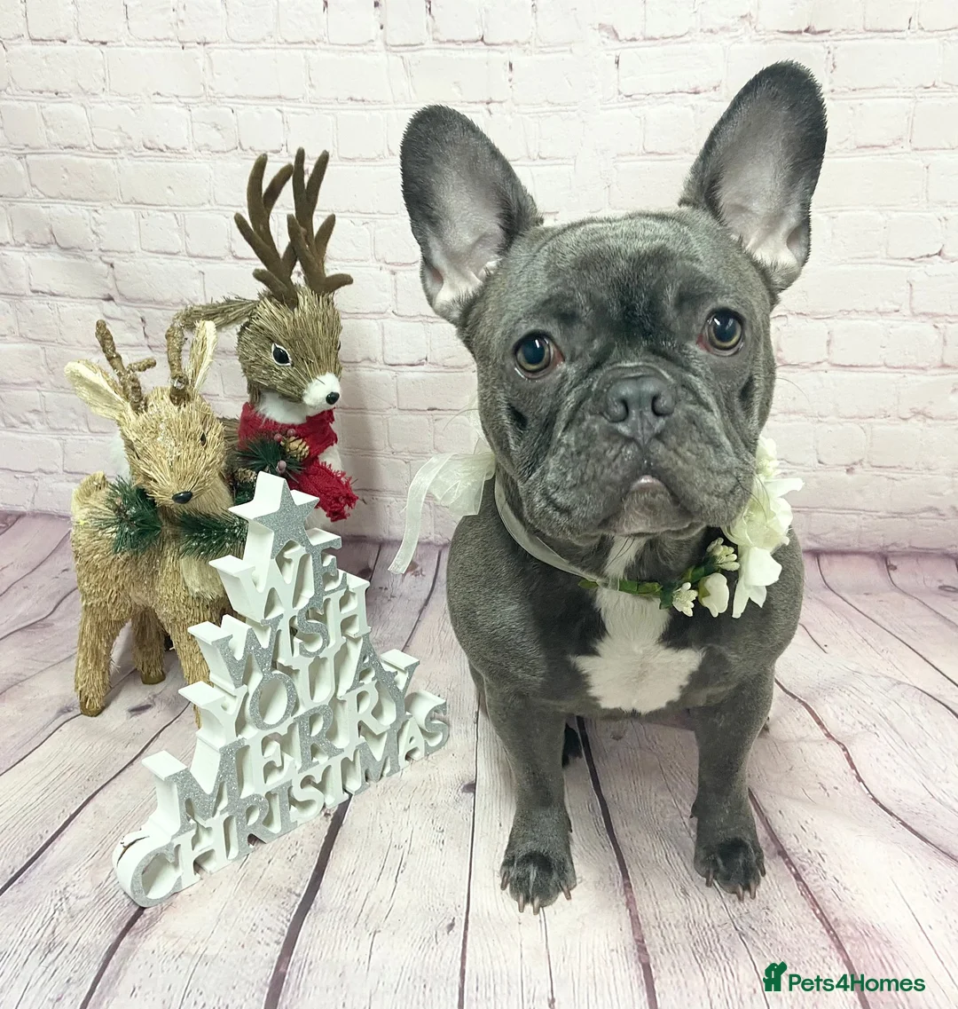 French Bulldog dogs for sale: Bonnie&Roxie - Advert 2