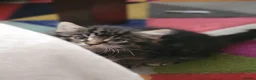 Mixed Breed cats for sale: Litter of 5 Kittens, 11 Weeks Old - Advert 9
