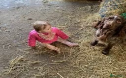 Mixed Breed dogs for sale: The Perfect Family Mid-Sized Pet - Sprocker X Rott - Image 13