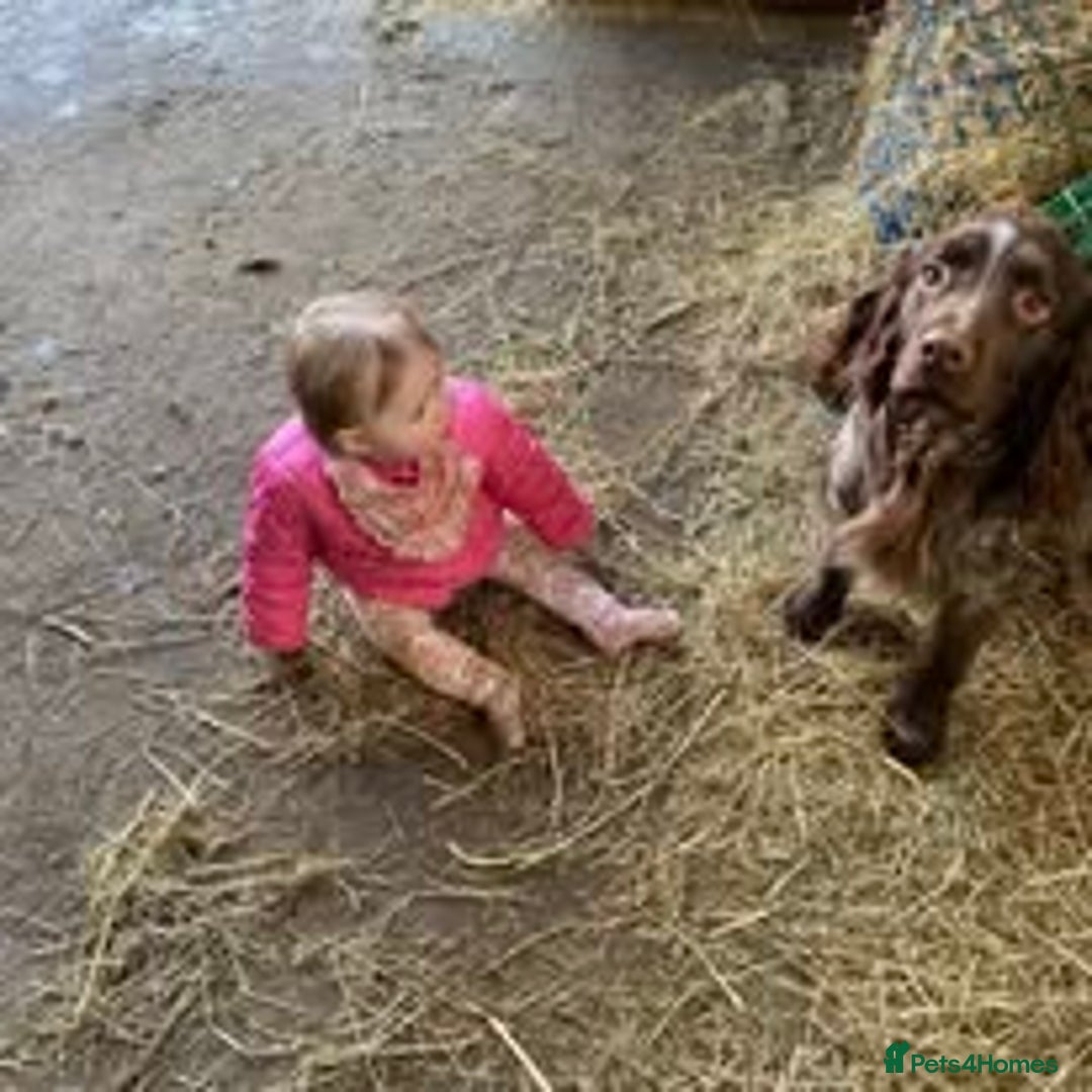 Mixed Breed dogs for sale: The Perfect Family Mid-Sized Pet - Sprocker X Rott - Image 13