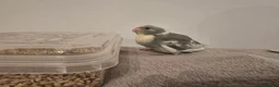 Parakeets birds for sale: Kakariki babies  - Advert 23