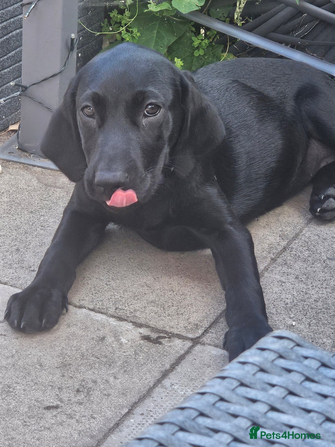 Labrador Retriever dogs for sale: 14 week old lab puppy  - Image 2