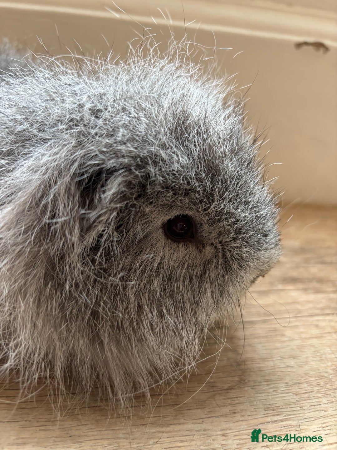 Guinea Pig rodents for sale: Proven Swiss Boar 9 months and son - Advert 4