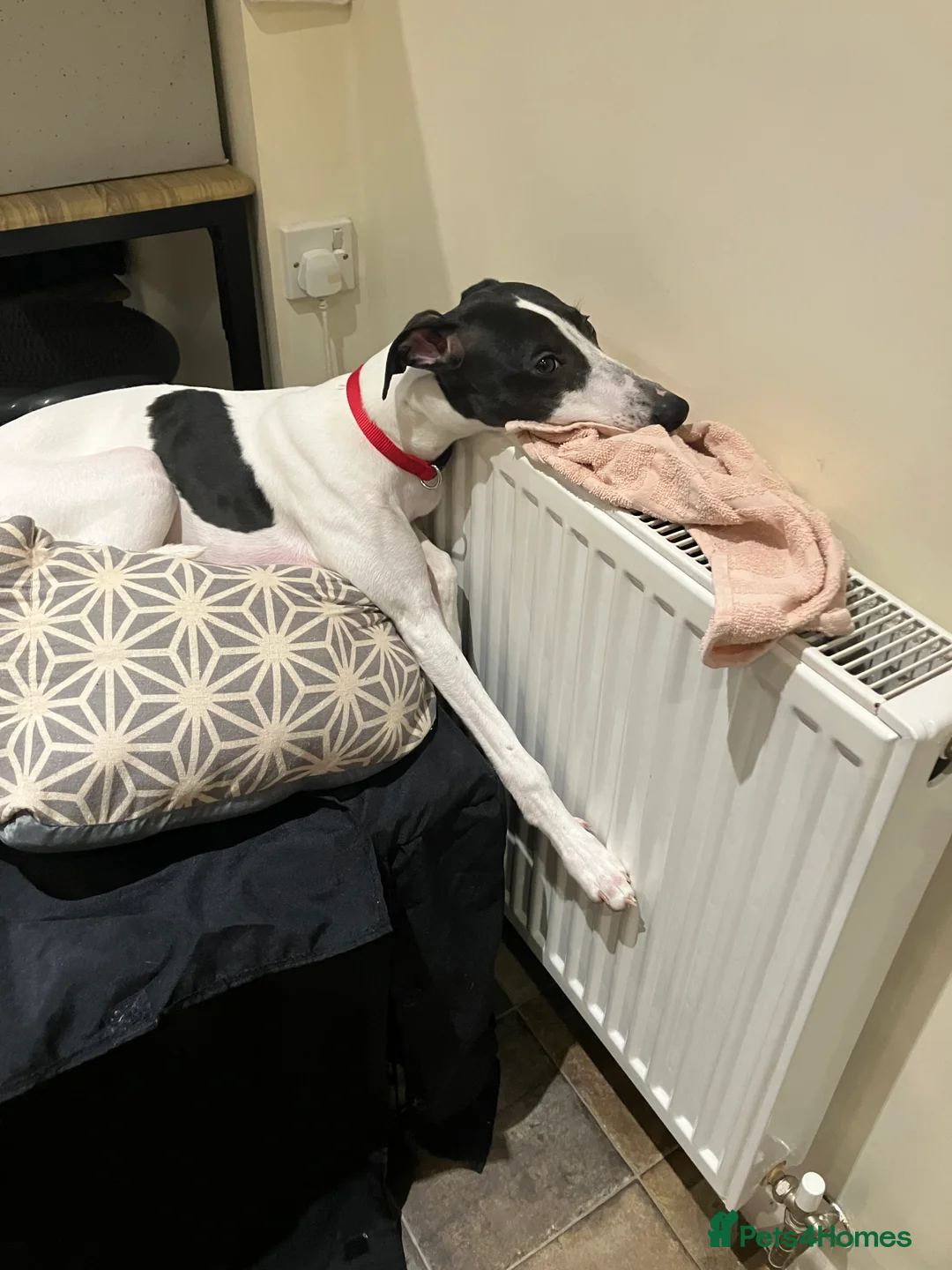 Whippet dogs for sale: Whippet puppy - 7 months - Advert 5