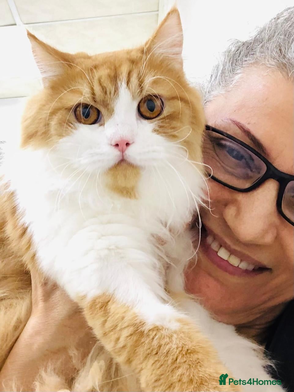 Persian cats ASTRO BEAUTIFUL CALM AFFECTIONATE BOY NEUTERED - Advert 2