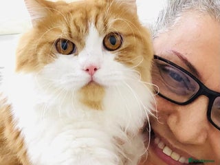 Persian cats ASTRO BEAUTIFUL CALM AFFECTIONATE BOY NEUTERED - Advert 1