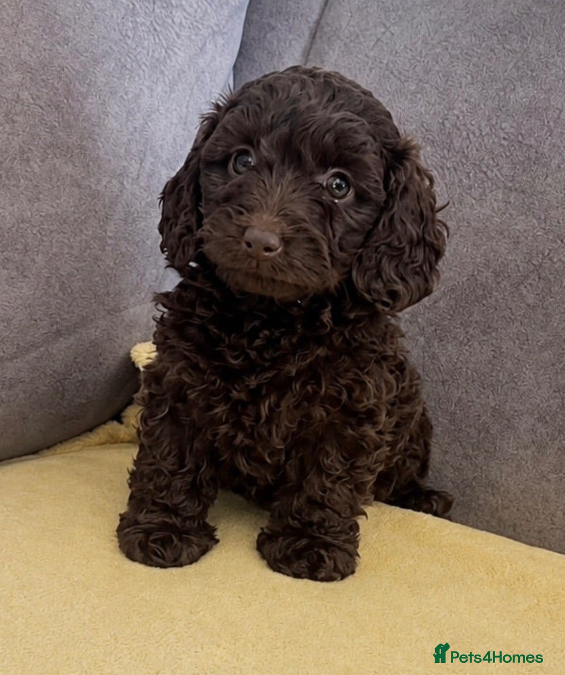 Doxiepoo dogs Beautiful chocolate toy poodle girl - Advert 8