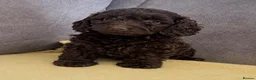 Doxiepoo dogs for sale: Beautiful chocolate toy poodle girl - Advert 1