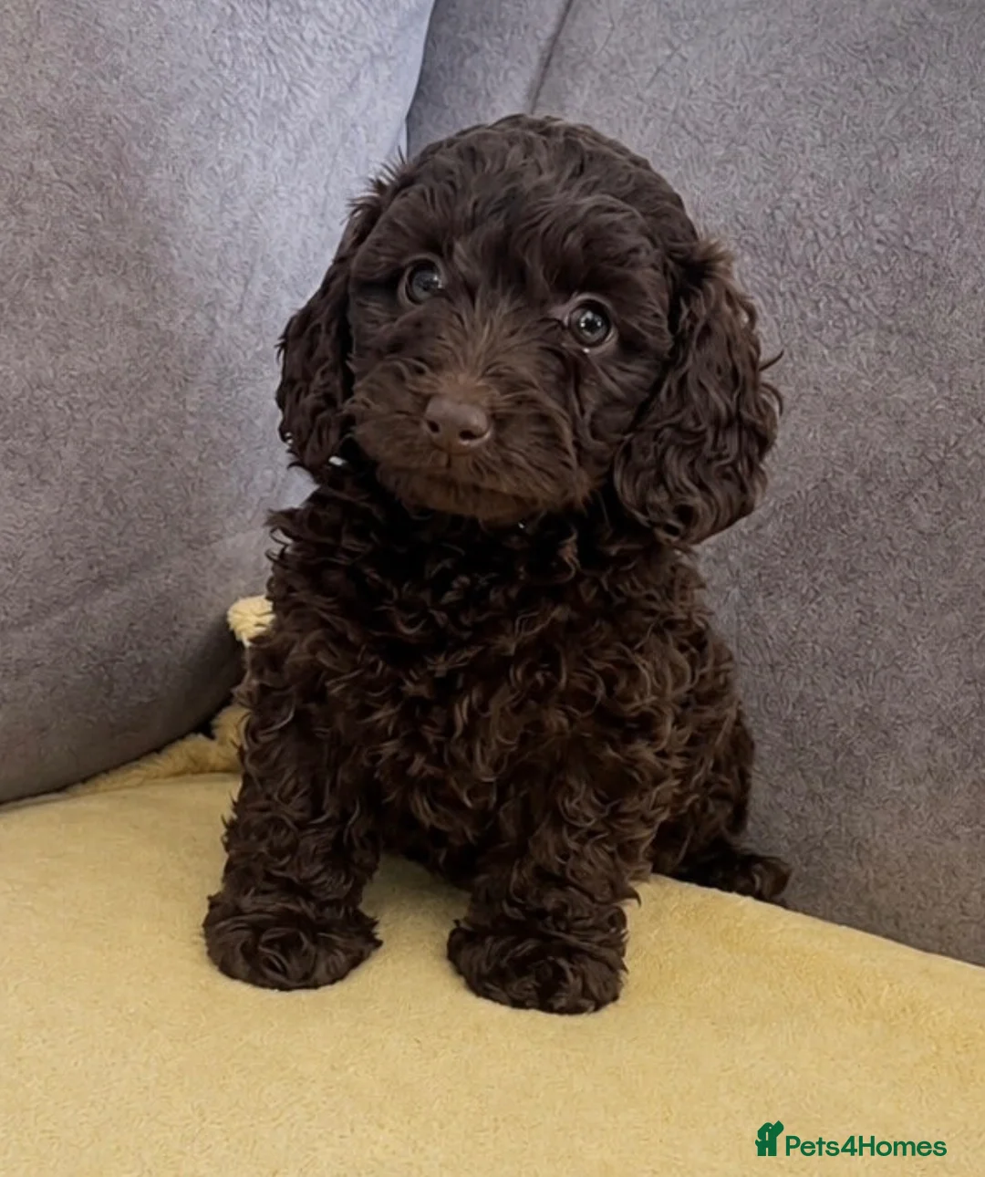 Doxiepoo dogs for sale: Beautiful chocolate toy poodle girl - Advert 1