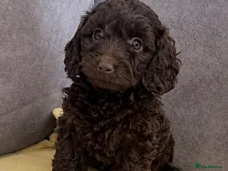 Doxiepoo dogs Beautiful chocolate toy poodle girl - Advert 8
